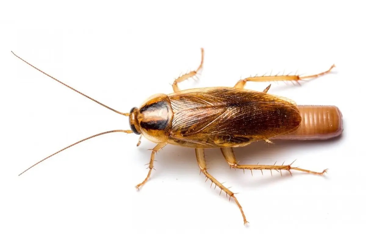 Amerikan Hamam Böceği