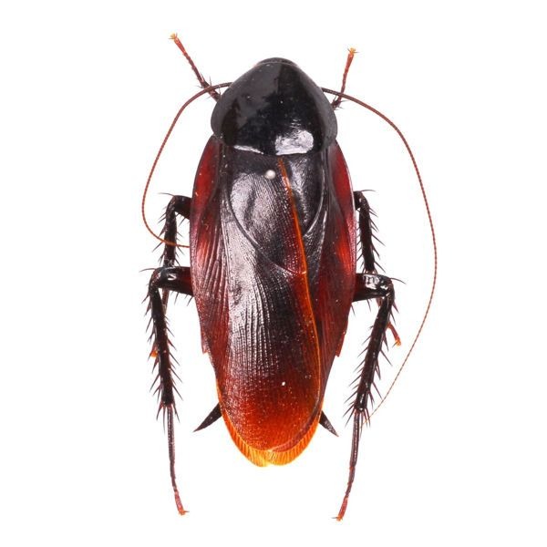 Alman Hamam Böceği